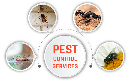 Pest Control Dubai